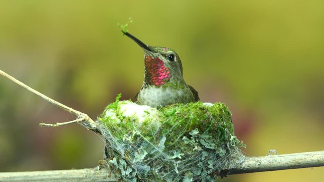 Hummingbird arrives and inserts moss to the exterior of her nest