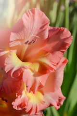 Blooming pink gladiolus close-up in the garden