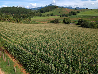 Aerial view of cornfield. 2020 harvest. Planting in Minas Gerais.