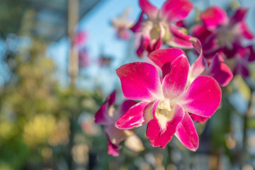 Phalaenopsis orchid at sunset © Dan Tiégo