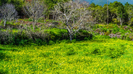 Blumenwiese auf La PalmA