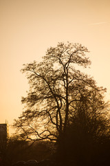 Fototapeta na wymiar view of tree silhouette in the city by sunset