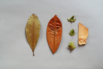 Leaves of different shapes and colors in the dried form are laid out in a certain order and wood...