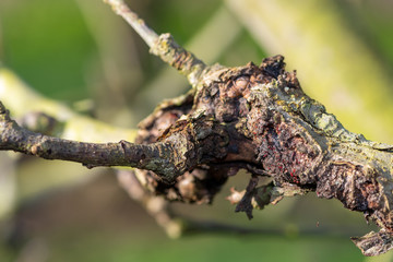 Canker on an apple tree