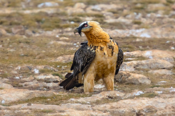 Bearded vulture on ground