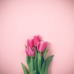 Spring tulips lie on a beautiful pink background. Background for International Women's Day.