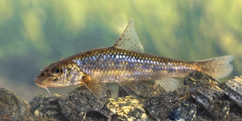 Gudgeon freshwater fish