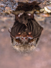 Hibernating Common long-eared bat