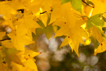Autumn leaves under sunset light