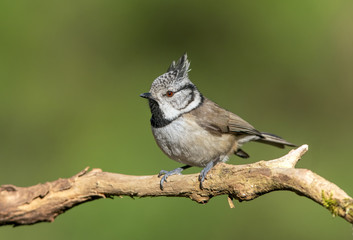 Crested tit (Lophophanes cristatus) close up