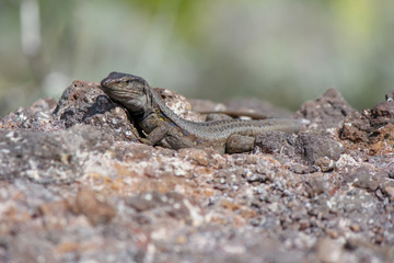 Lizard on stony ground