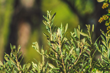 Fototapeta na wymiar green olive trees in front of blurred background, Mallorca, Spain