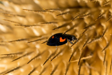 Closeup of Pine Ladybird (prob. Brumus / Exochomus quadripustulatus) on Wild Teasel seed head (Dipsacus fullonum / sylvestris)