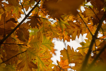 Autumn leaves under the sunset light