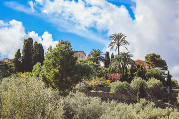 view of an olive tree plantation in the spanish village Deia, Mallorca, Spain