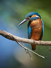 kingfisher on branch