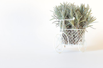 White miniature Bicycle decorated with green lavender branches on a white background. Aromatherapy. The dried flowers