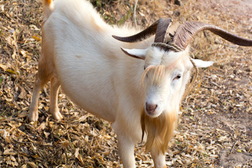 beautiful goat with big horns and beard
