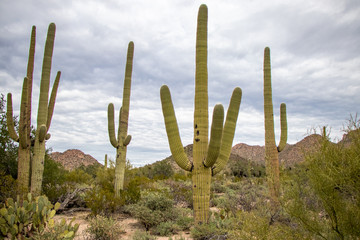 Saguaro National Park - Tucson, Arizona, USA