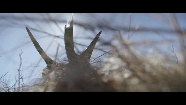 A man hiking past moose antler on dry grass in field, Gros Morne, New Foundland, Canada