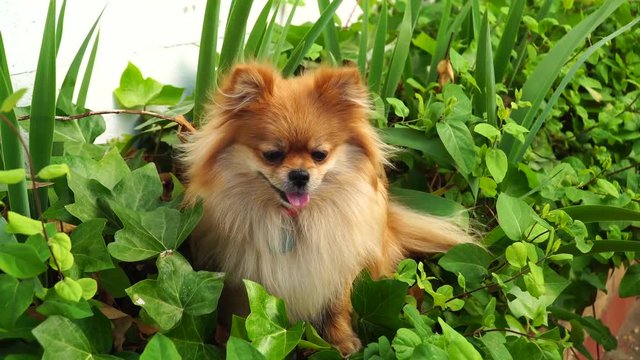 Spitz, Adult Pomeranian brown dog sitting on the grass and looking around. 4k footage. Video