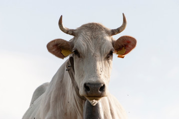 A cow in Southern Italian countryside (Basilicata)