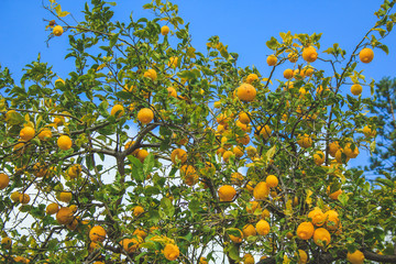 fresh lemon fruit tree growing in Mallorca, Spain