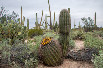 Fototapeta na wymiar Desert Cacti: Cactus blossom and Saguaros in Sonoran Desert - Saguaro National Park, Arizona, USA