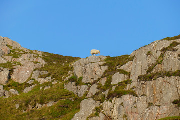 Schaf auf einer felsigen, Weide in den Highlands von Schottland