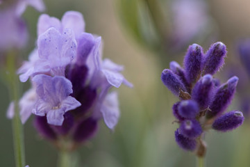 Lavender flower close-up