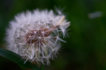 Close up of a dandelion (Taraxacum officinale) head, with the florets on it. the small dots are its seeds