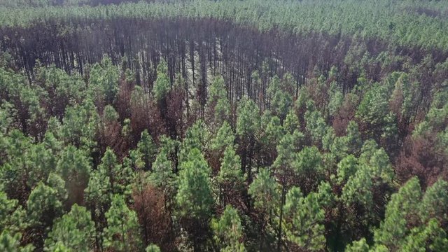 Patch of burned trees surrounded by green trees in sunny forest, South Africa 