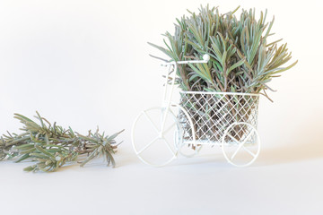 White miniature Bicycle decorated with green lavender branches on a white background. Aromatherapy. The dried flowers