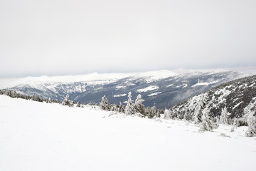 High altitude forest line of pine spruces in snow mountains