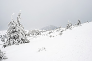 mountain, ridge, winter forest, frozen forest, white, frozen, snow, forest, winter, cold, nature, travel, landscape, season, sky, tree, blue, beautiful, ice, frost, snowy, outdoor, weather, hiking, ba
