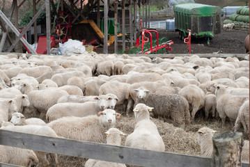 Sheep farm, herd outside bio organic, yard farming