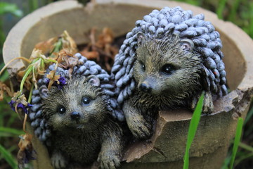 hedgehog in grass