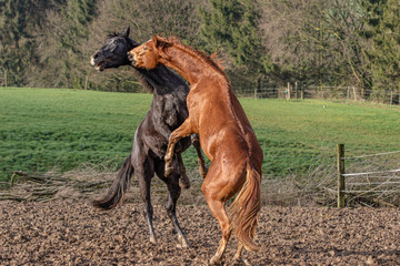 steigende Henste im Spiel auf dem Paddock