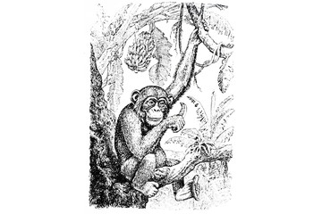 Chimpanzee - Vintage Engraved Illustration 1889