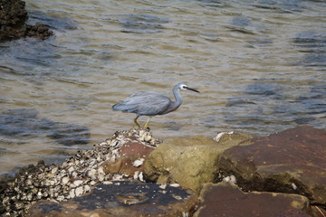  Ardea cinerea at Umina beach, New South Wales Australia