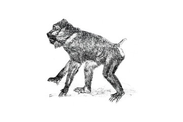 Mandrill - Vintage Engraved Illustration 1889