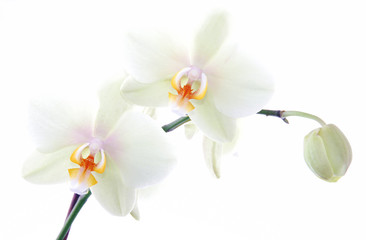 High key image of orchid flower emerging from white background.