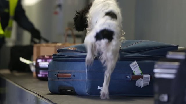 Border dog searches for drugs in baggage. Drug detector dogs are used at airport to detect drugs hidden in luggage. A trained dog sniffs suitcases to detect illegal substances, drugs and explosives.