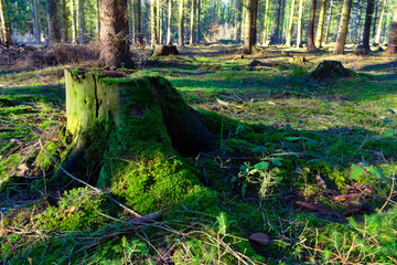Baumstumpf am Waldboden