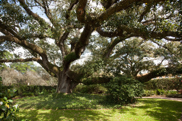 Gnarled Live Oak Tree outdoors