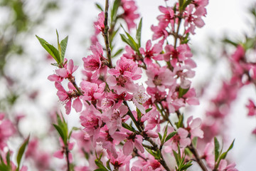 Blossoming peach in the spring in the garden, Selective focus