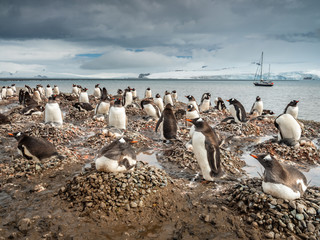 Fototapeta na wymiar the colony of penguins with view to alone yacht