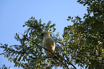 Cockatoo Cacatua galerita in Royal Botanic Gardens in Sydney, Australia