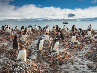 penguins families on the beach and view to yacht