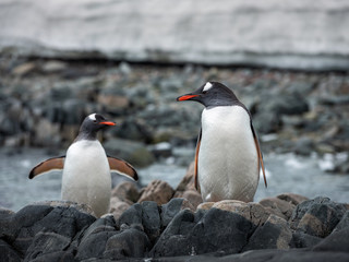 Naklejka premium two penguins looking to each other on the stones